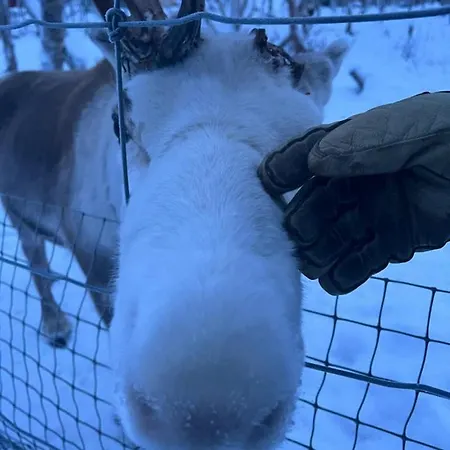 Arctic Panorama With Private Sauna קילפיסיארבי